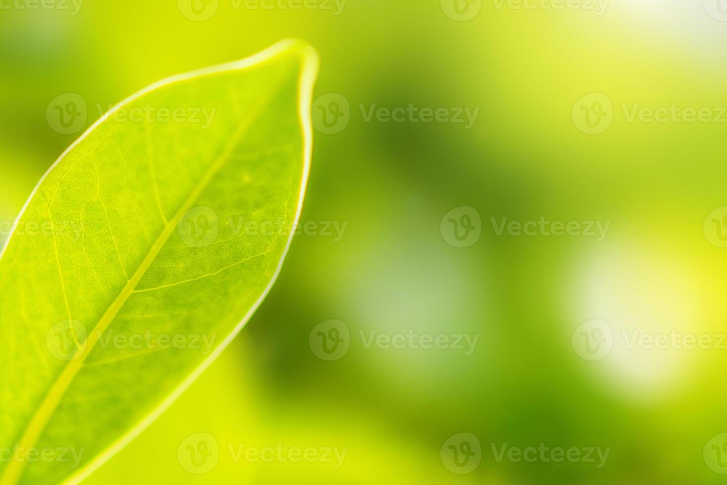 Natural plant green leaf in garden with bokeh background photo