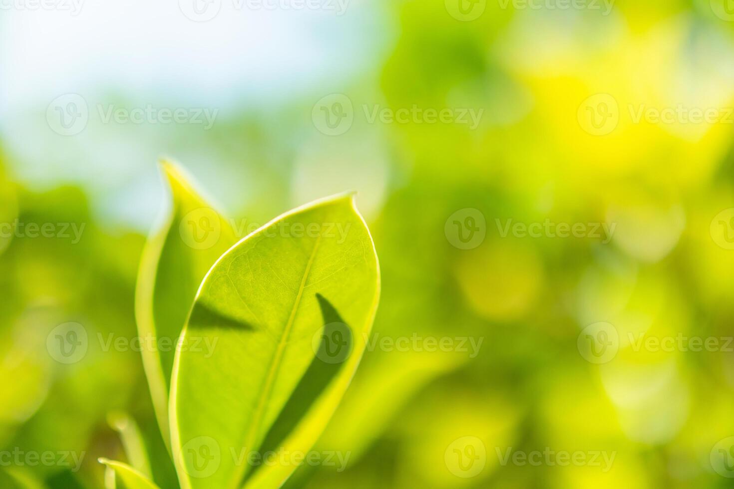 Natural plant green leaf in garden with bokeh background photo