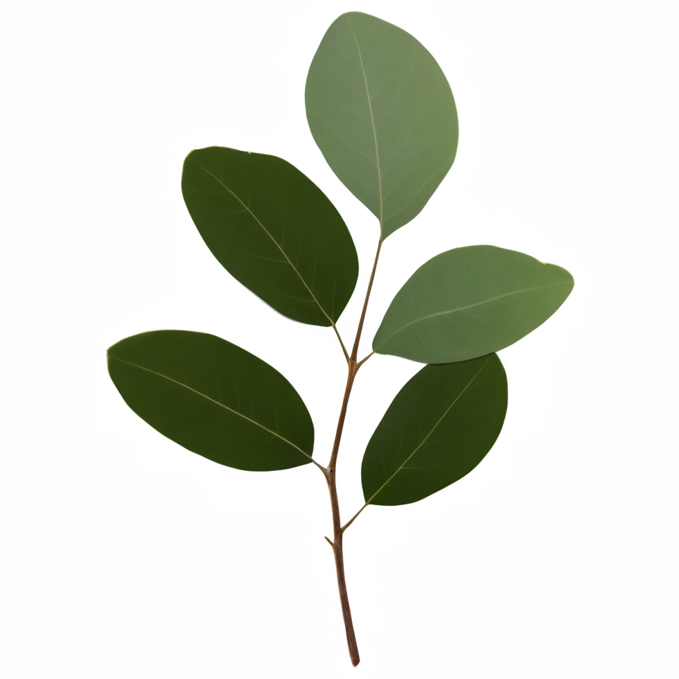 Fresh eucalyptus sprig isolated transparent background png
