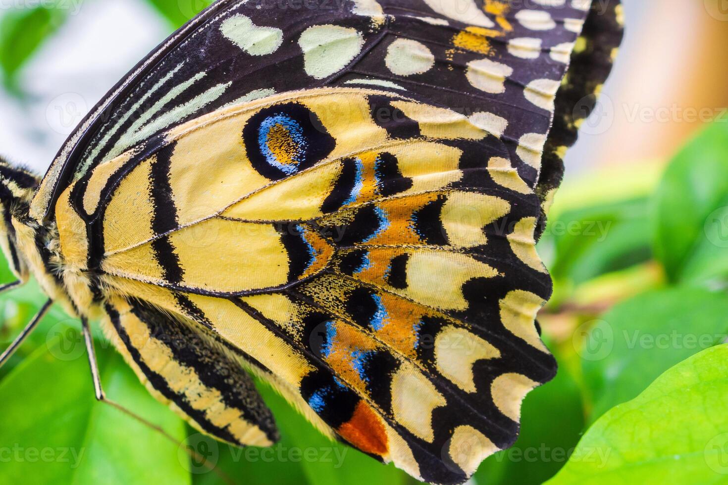 Close up colorful texture of butterfly wing surface pattern background photo