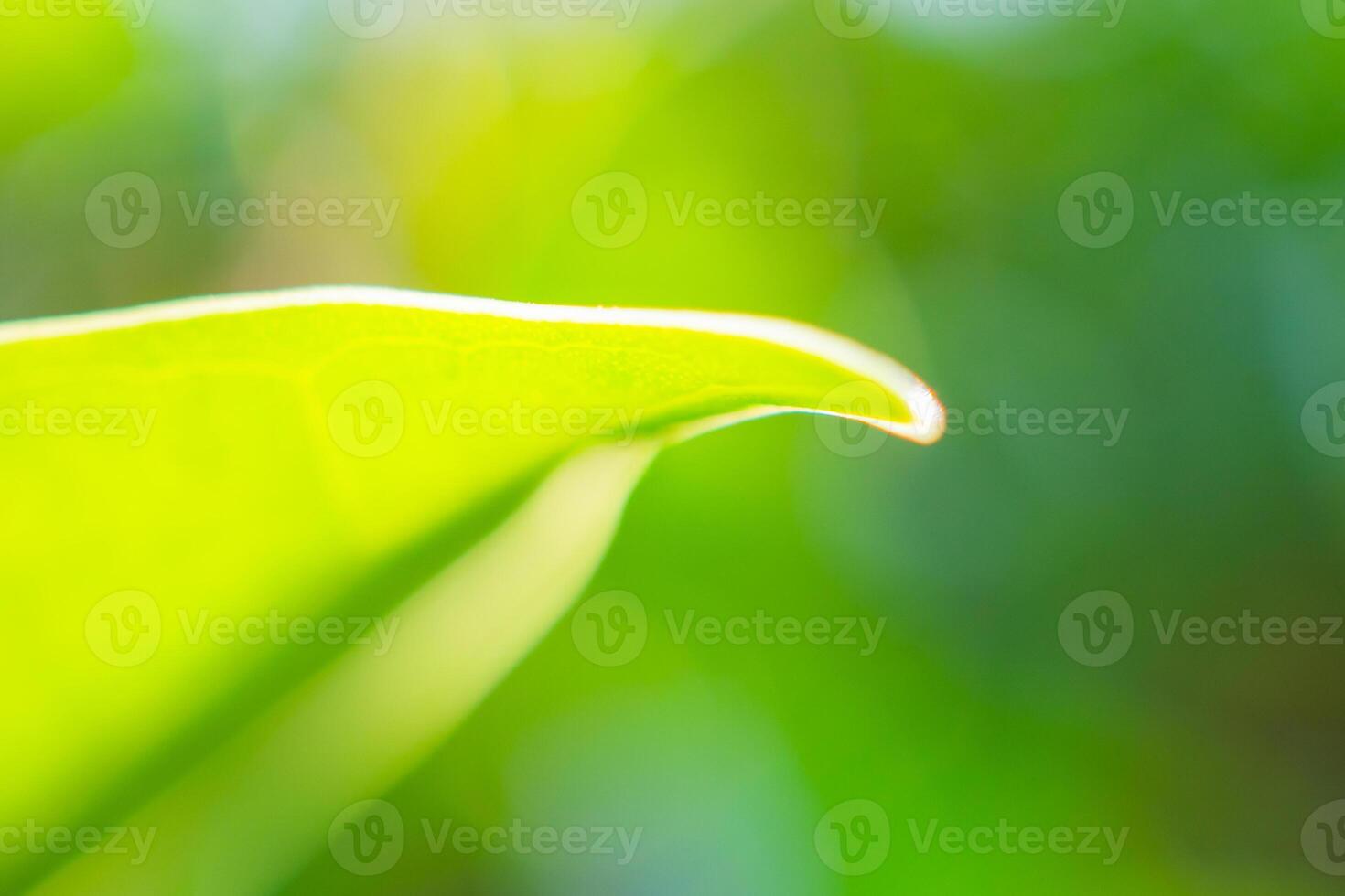 Nature Leaf Stock Photos, Images and Backgrounds for Free Download