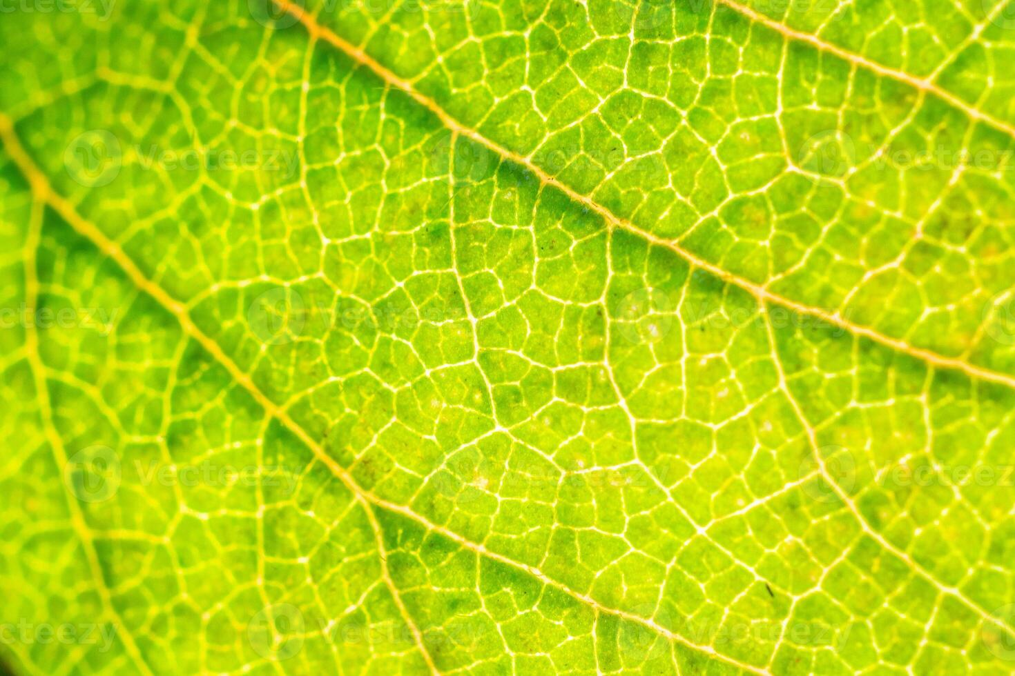 Green leaf texture surface background close up photo