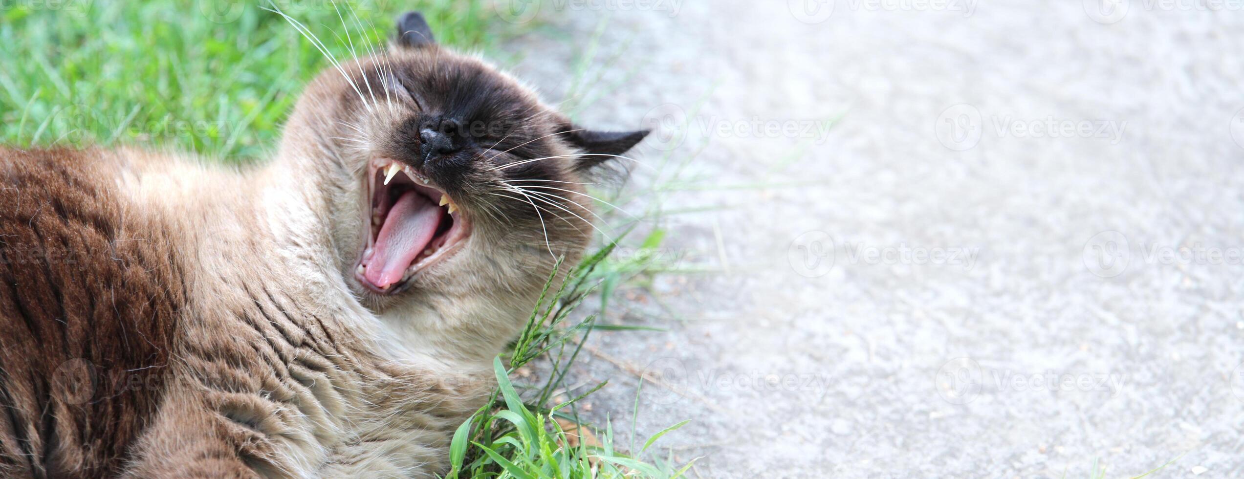 A yawning Siamese cat lies on the grass with its mouth wide open, exposing its teeth. Background with copy space. Ideal for use in content related to pets, advertising or leisure topics. photo
