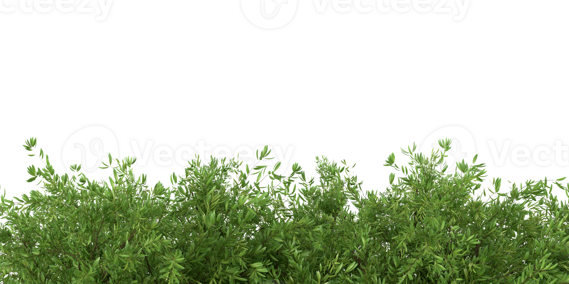 A realistic 3D rendering of a bushy green plant with a white background png