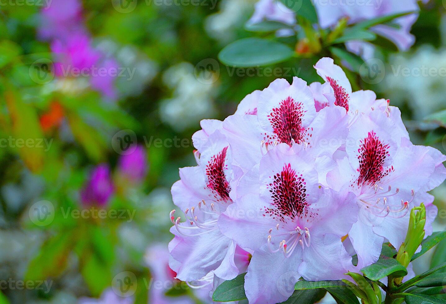 White Flowers of rhododendron cultivar in a garden. photo