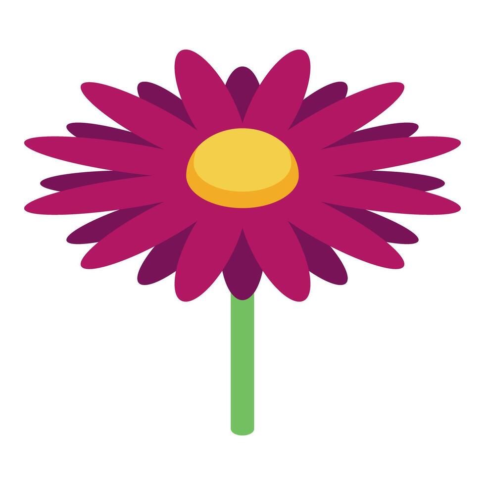 Single purple gerbera daisy flower blooming isometric view vector