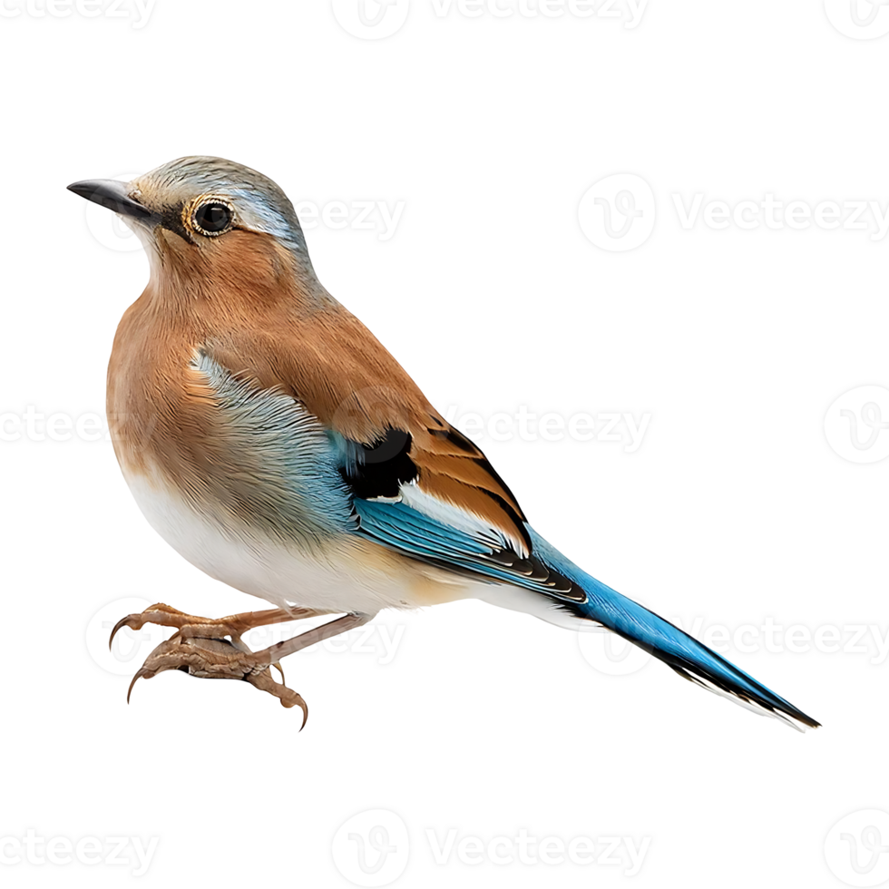 bird perched isolated on transparent background png