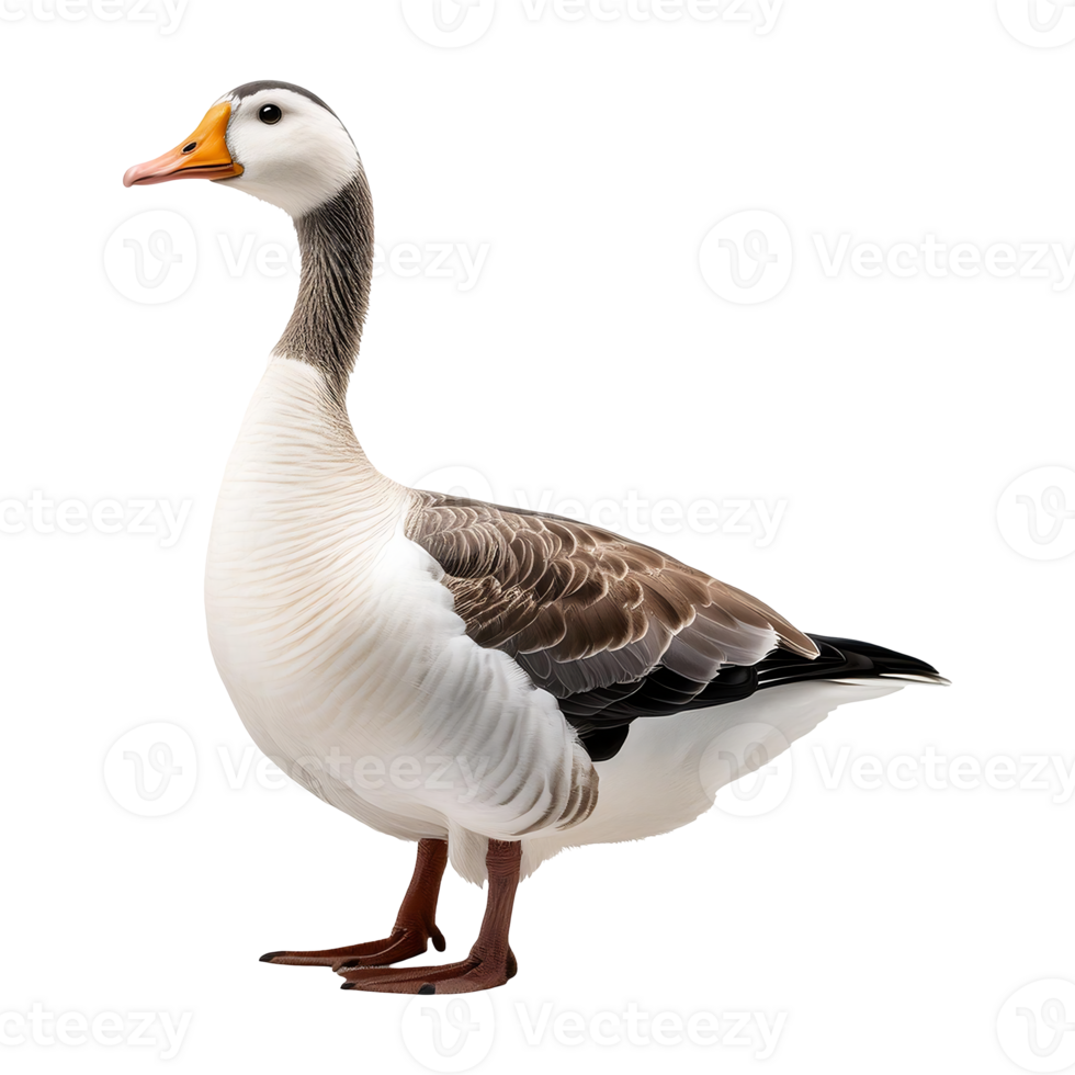 goose standing isolated on transparent background png