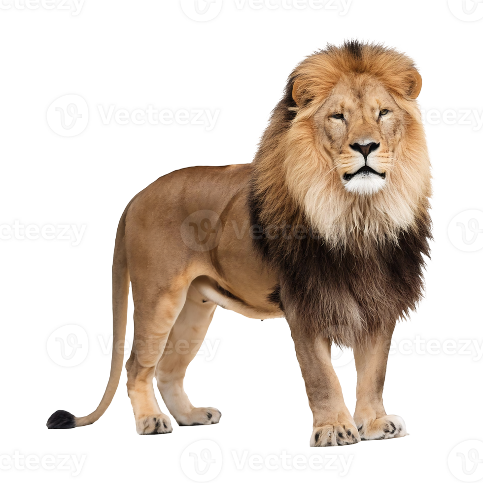 lion standing majestically isolated on transparent background png