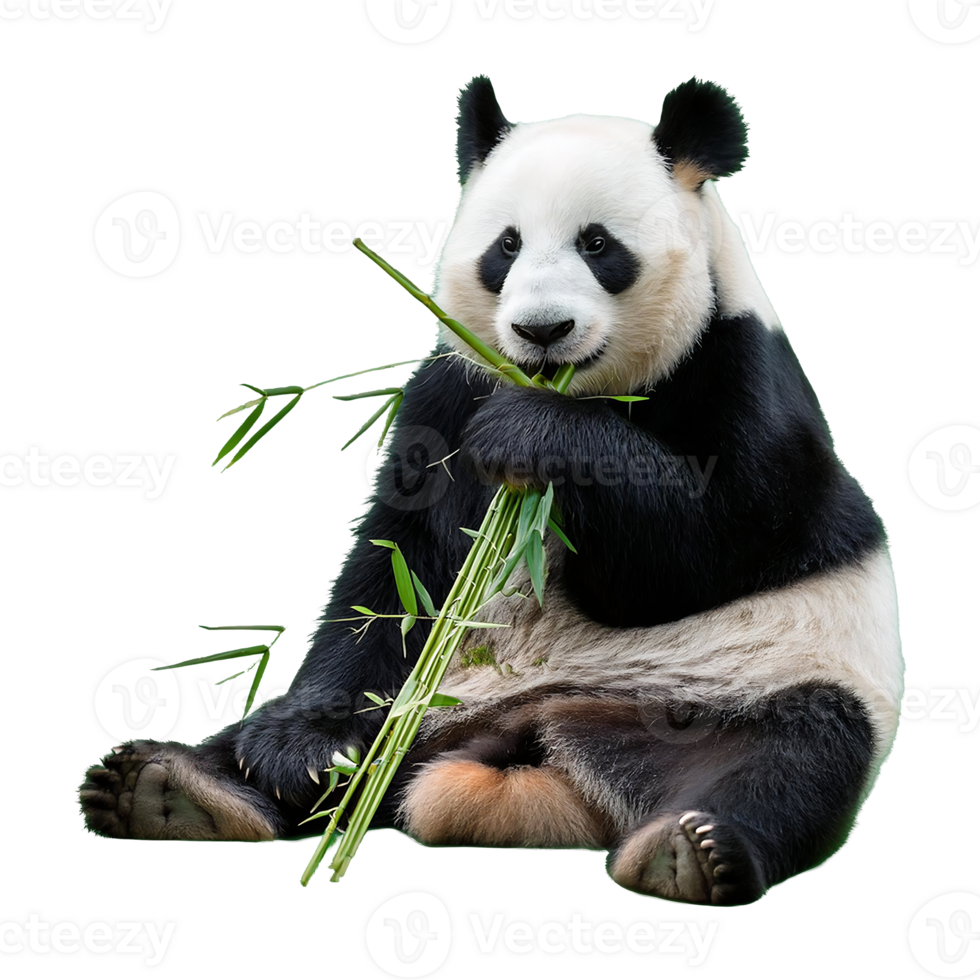 panda sitting and eating bamboo isolated on transparent background png