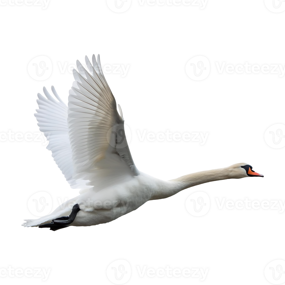 swan gliding isolated on transparent background png