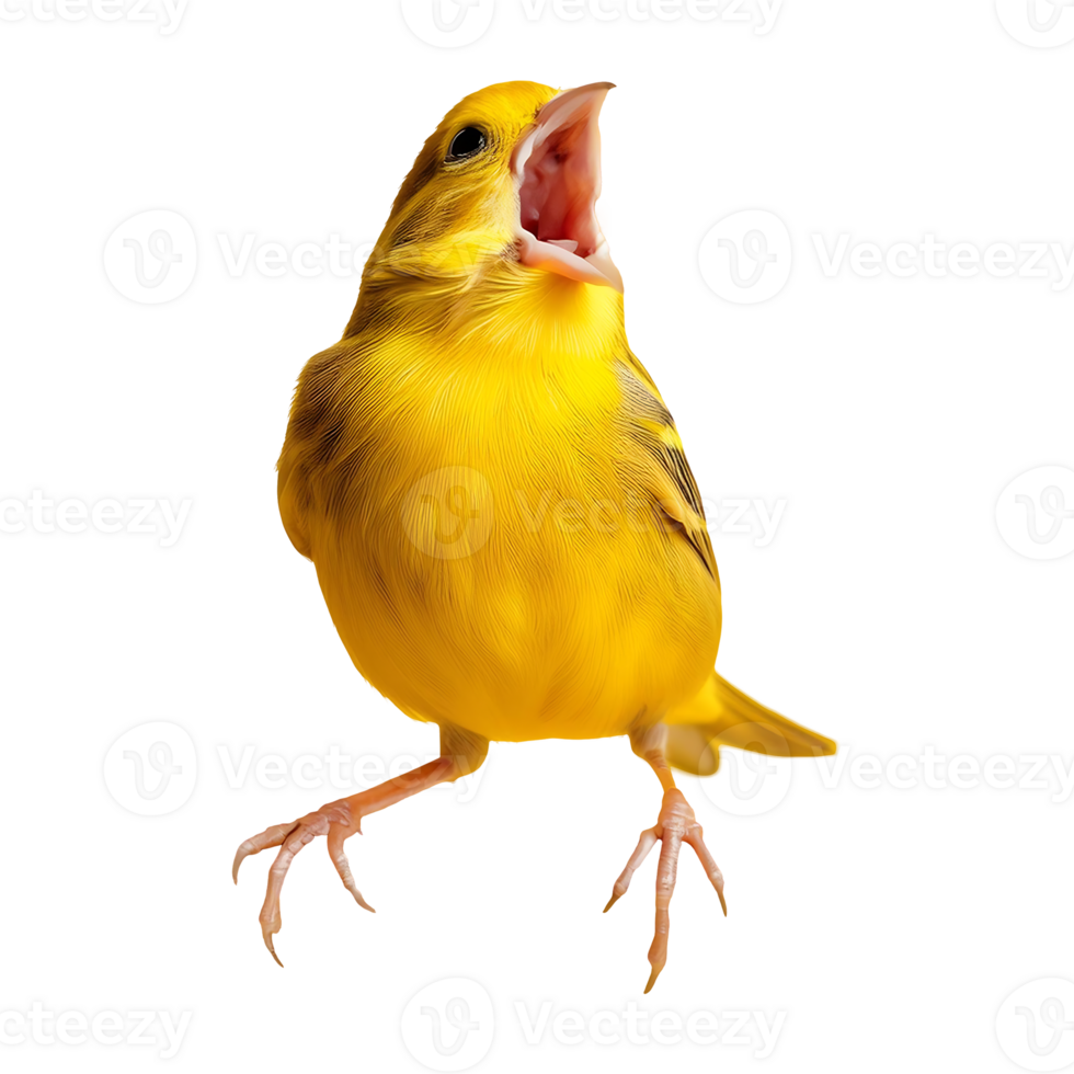 canary singing isolated on transparent background png