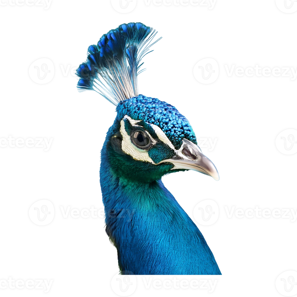 peacock displaying its feathers isolated on transparent background png