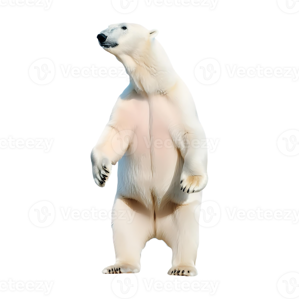 polar bear standing isolated on transparent background png