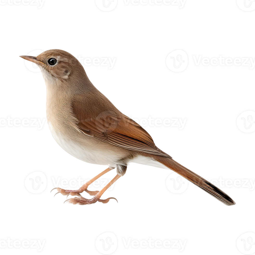 nightingale standing isolated on transparent background png