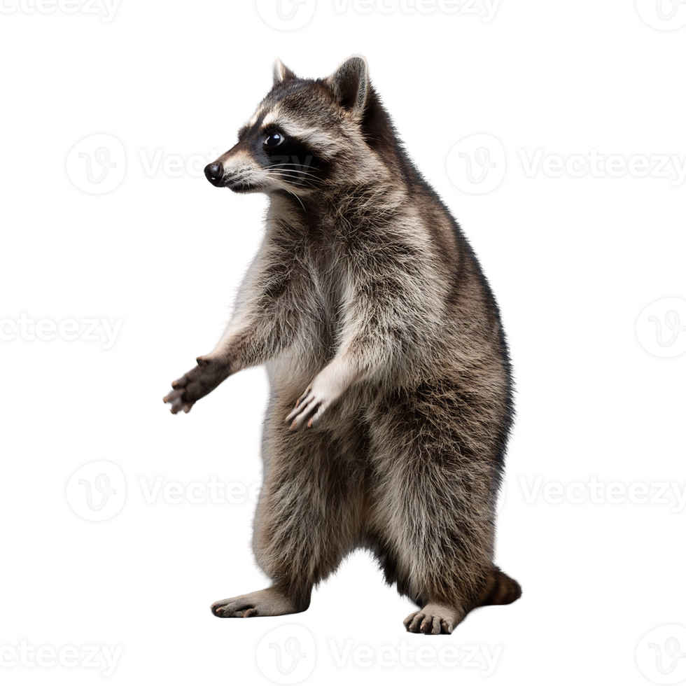 raccoon standing and holding something isolated on transparent background png