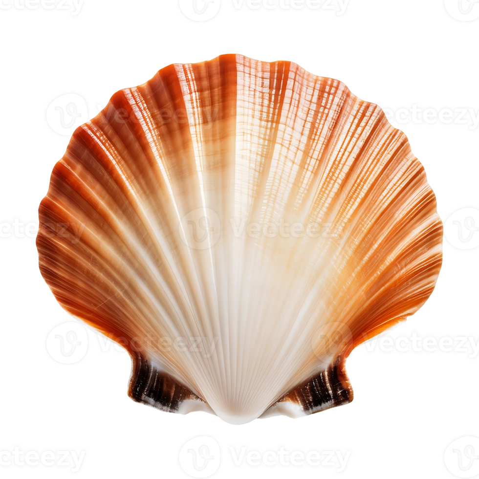 scallop shell isolated on transparent background png