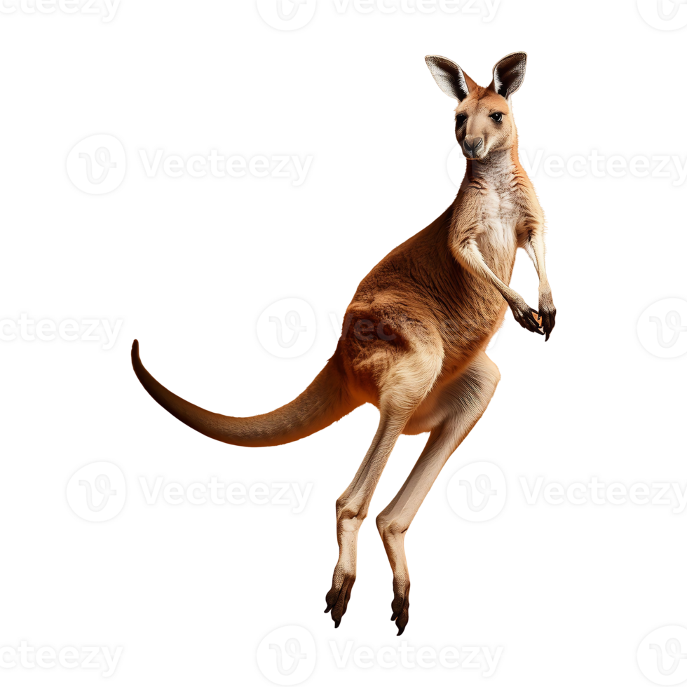 kangaroo in a jumping pose isolated on transparent background png