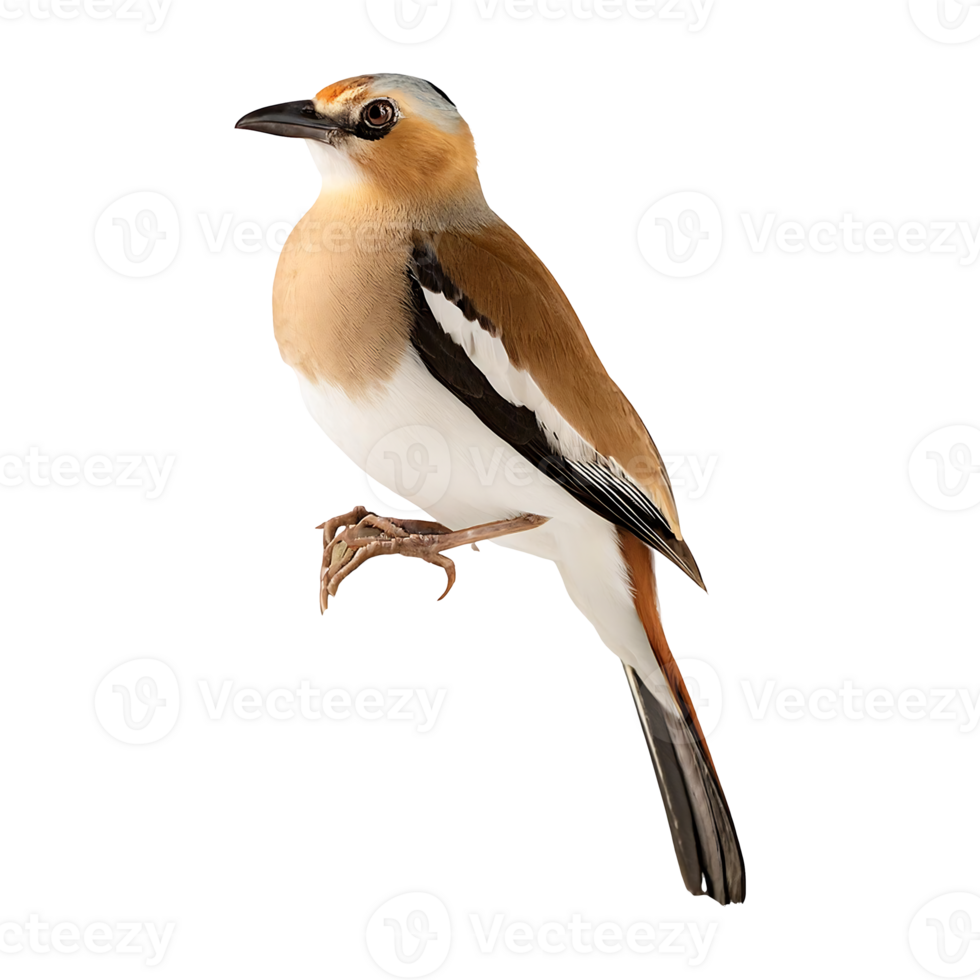 bird perched isolated on transparent background png