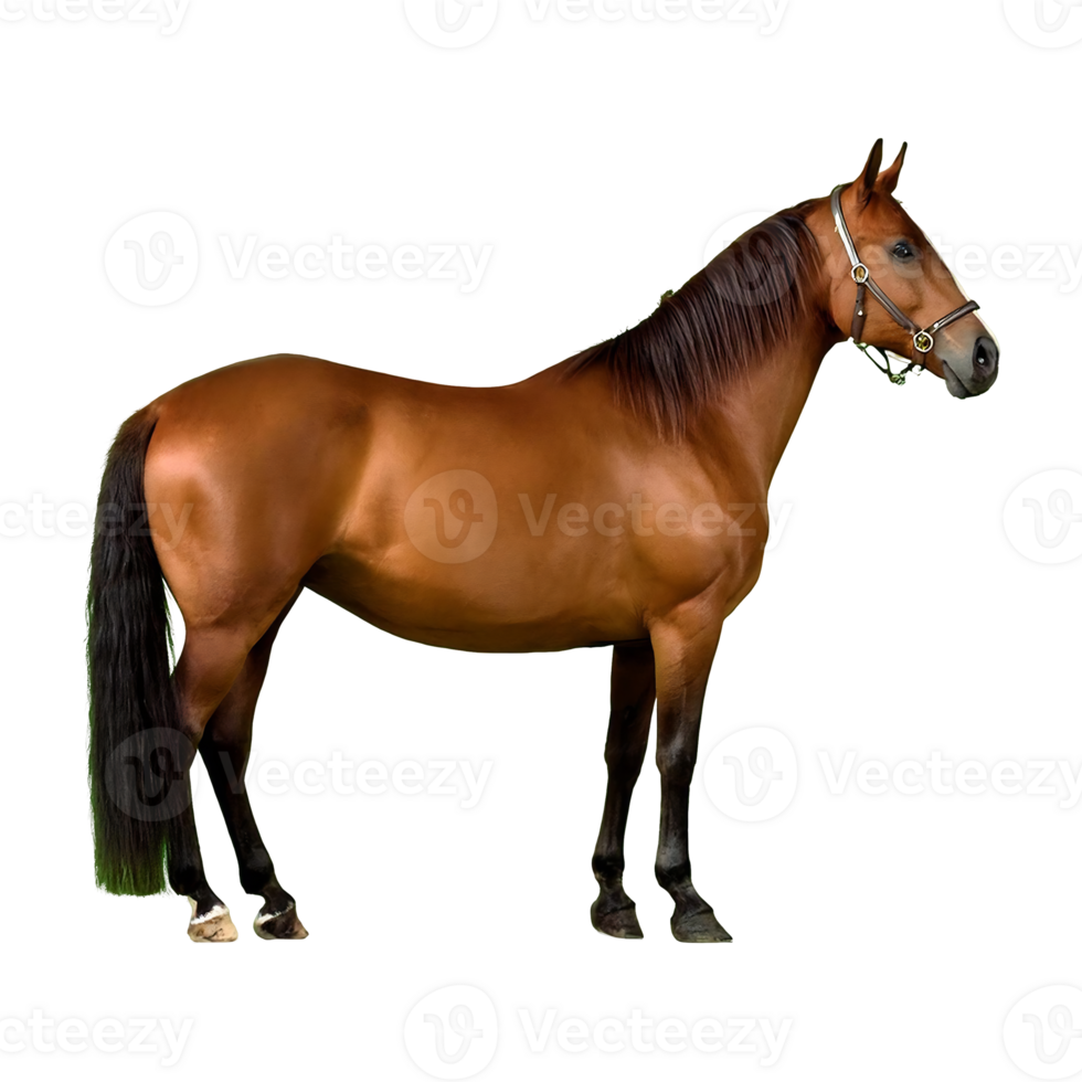 horse standing majestically isolated on transparent background png