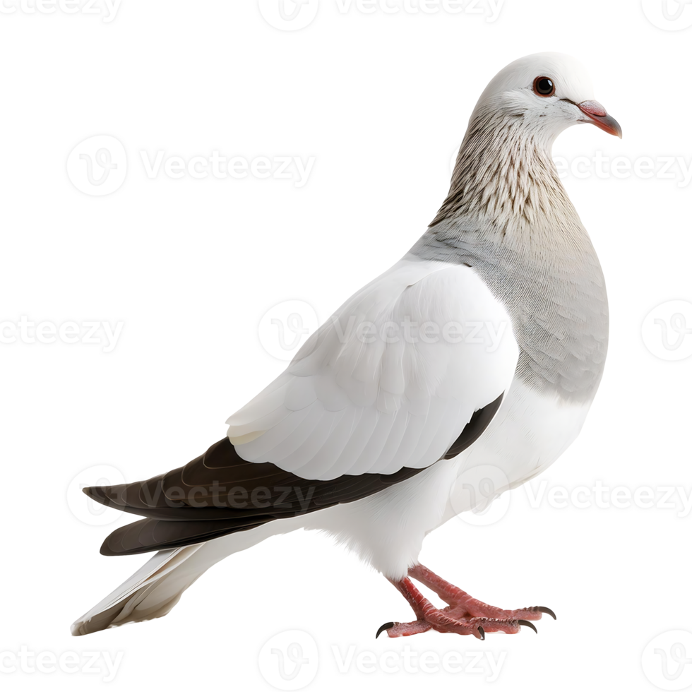 dove standing isolated on transparent background png