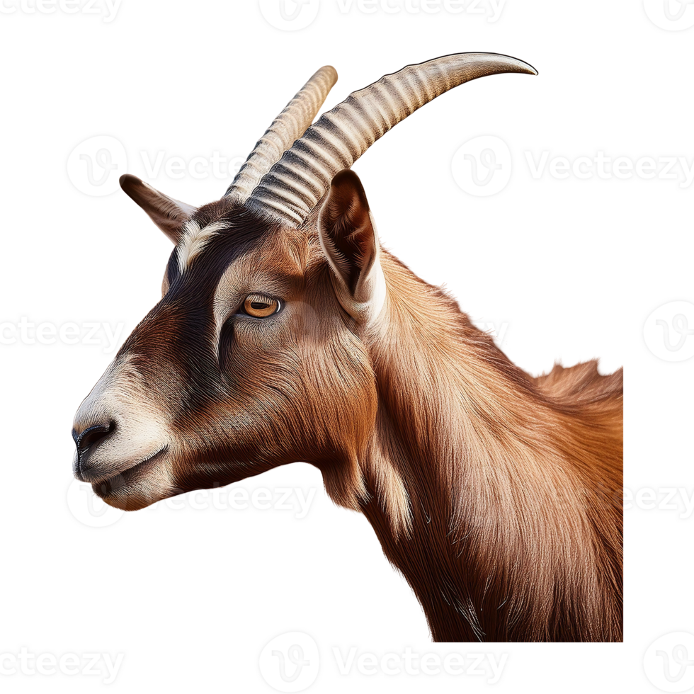 goat with horns isolated on transparent background png