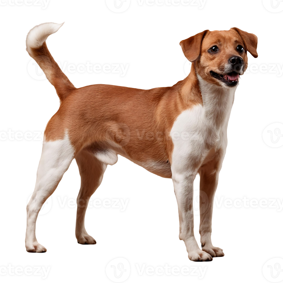 dog standing and wagging its tail isolated on transparent background png
