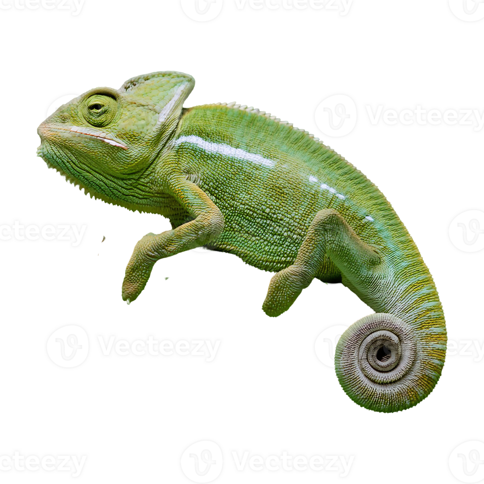 chameleon blending isolated on transparent background png