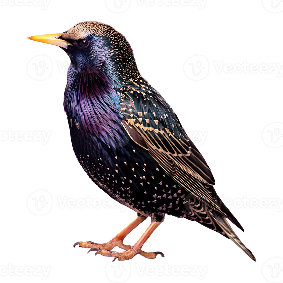 starling standing isolated on transparent background png