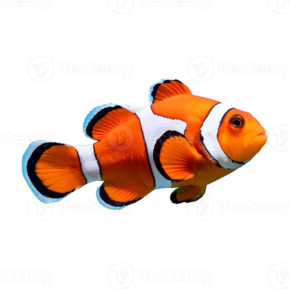 clownfish swimming isolated on transparent background png