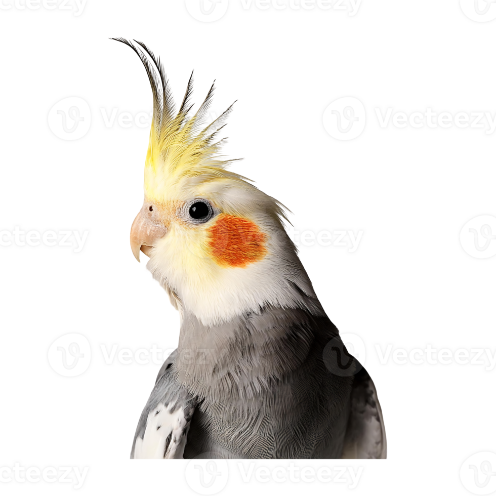 cockatiel standing isolated on transparent background png