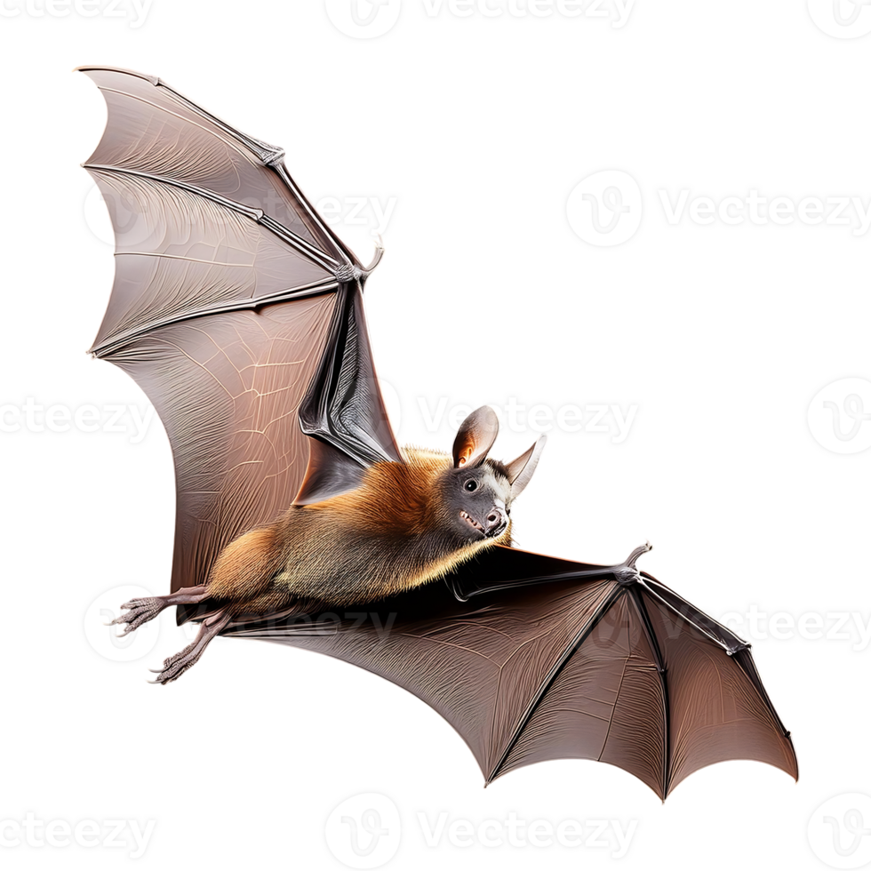 bat flying isolated on transparent background png