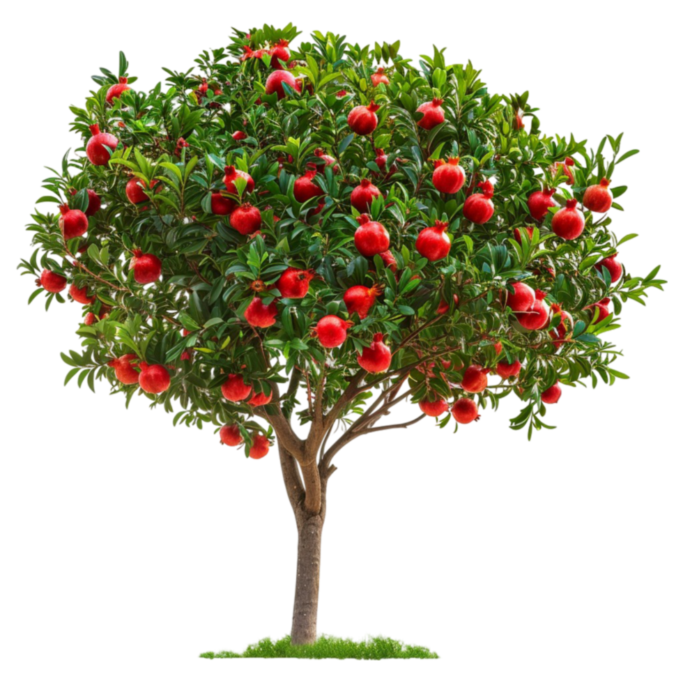 pomegranate tree with red fruits on a tree png