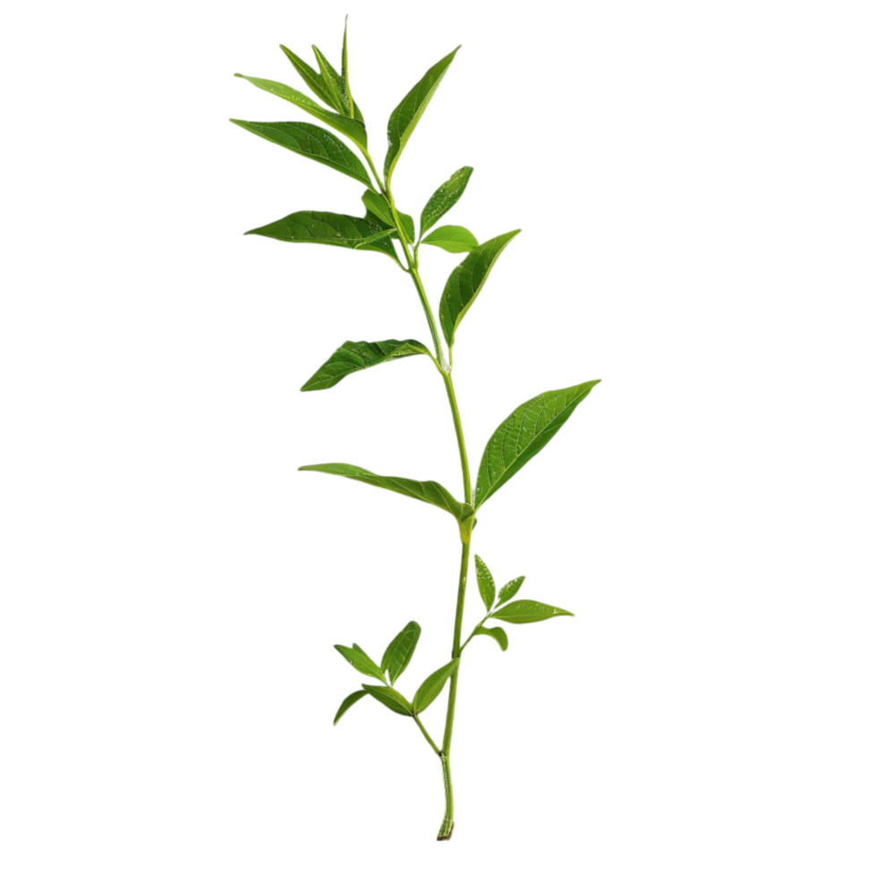 a plant with leaves on it, png