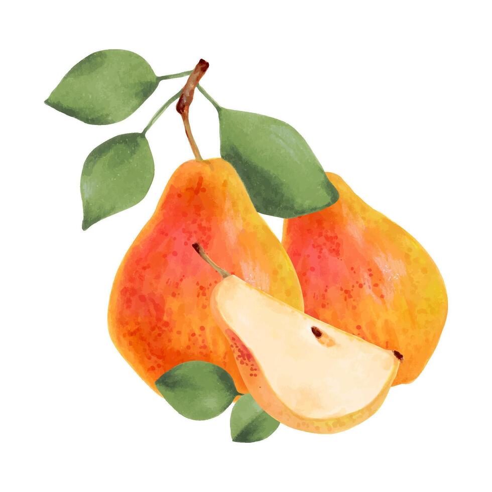 Composition of yellow pears with leaves and half a fruit.Botanical watercolor illustration.Clip art of ripe fruits from a tree for juice design, menu.Organic food sketch.Hand drawing isolated vector