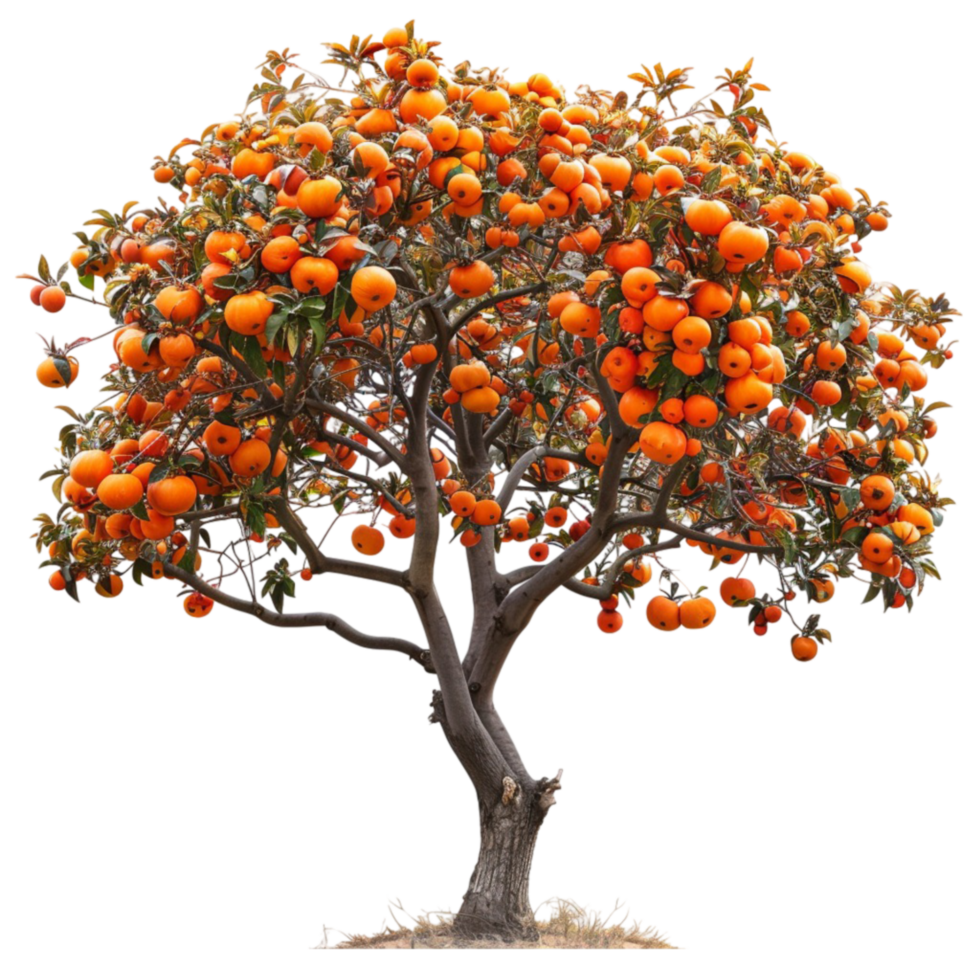 an orange tree with fruit on it png