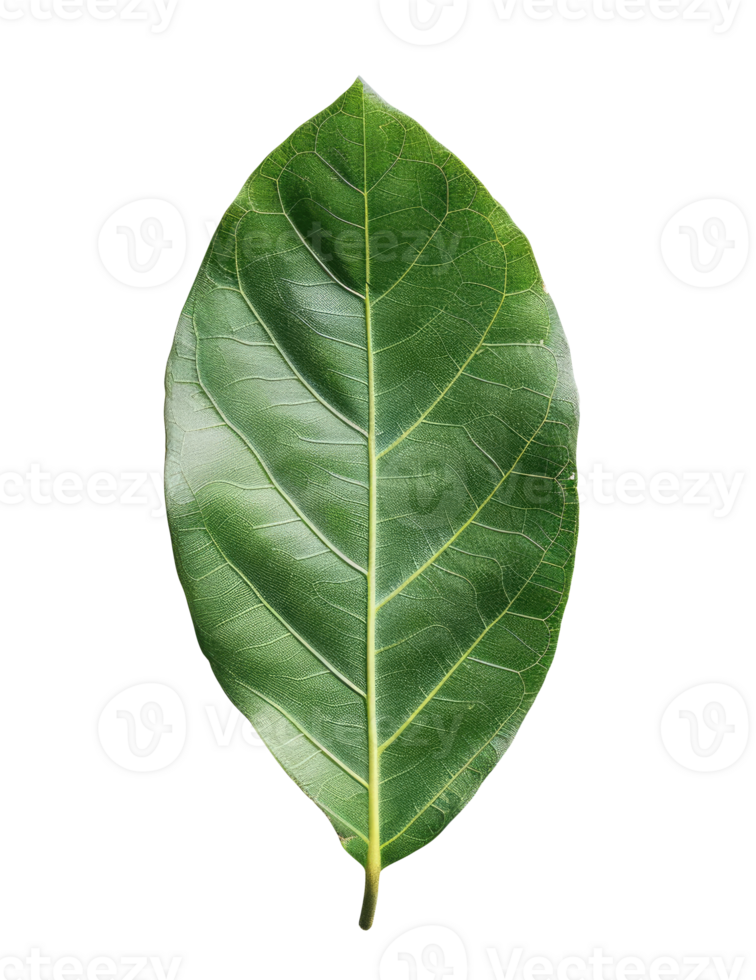 Laurel Leaf Cut Out png