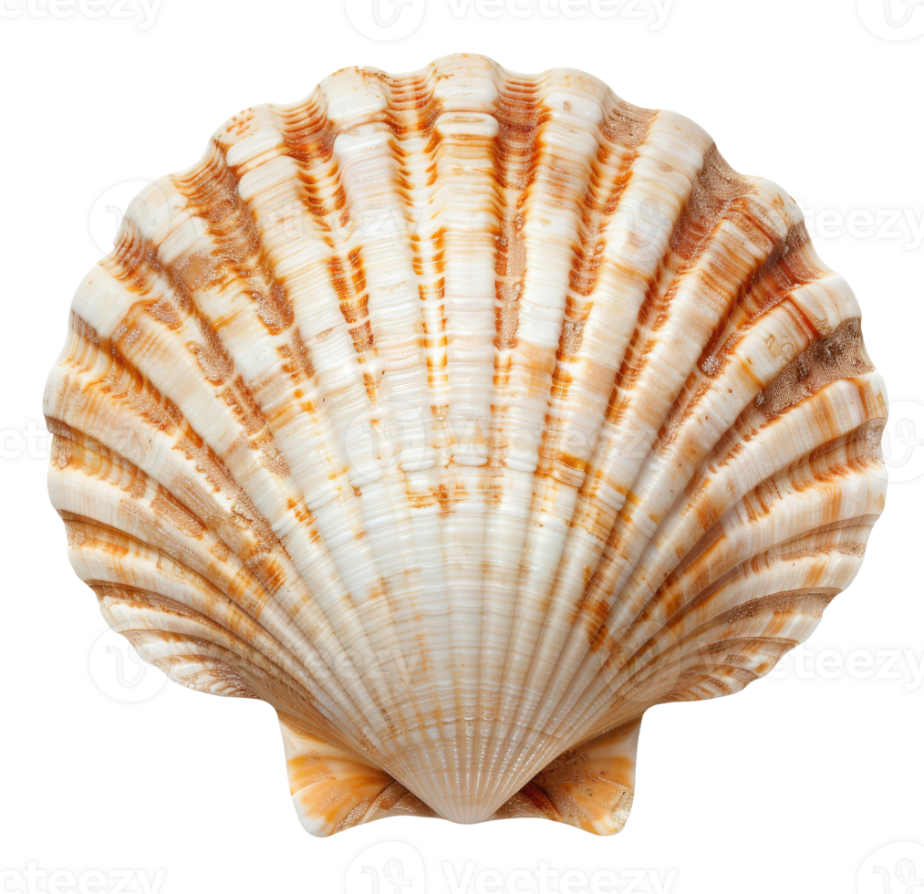 Seashell Cut Out png