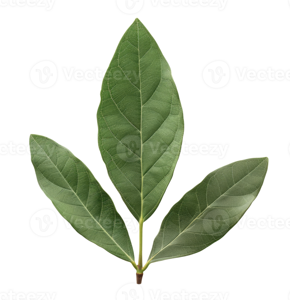 Laurel Leaves Cut Out png