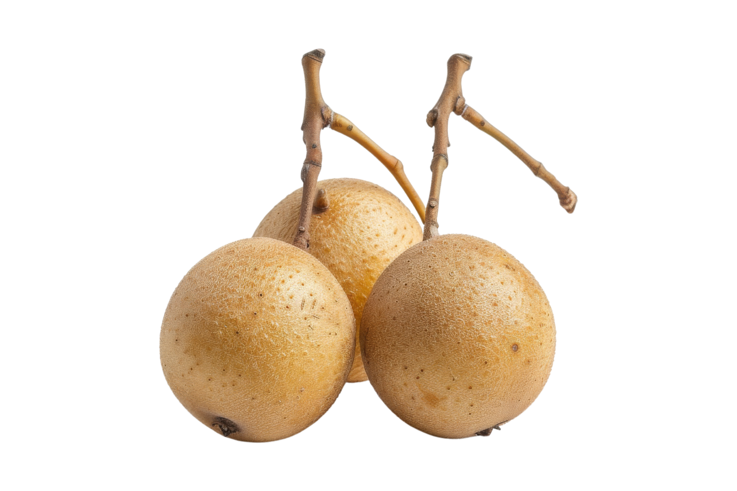 Three golden brown fruits on a branch png