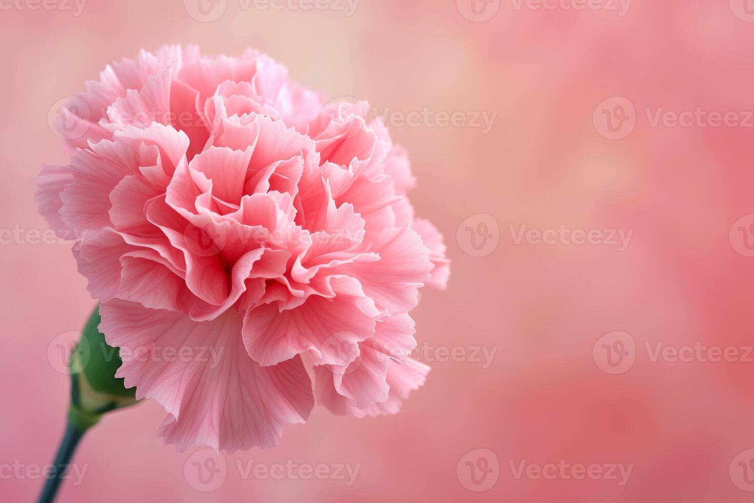 Delicate pink carnation on soft background photo