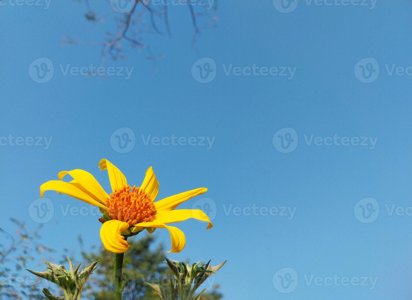 The Beauty of Tithonia Diversifolia Flowers, Against a Clear Sky Background photo