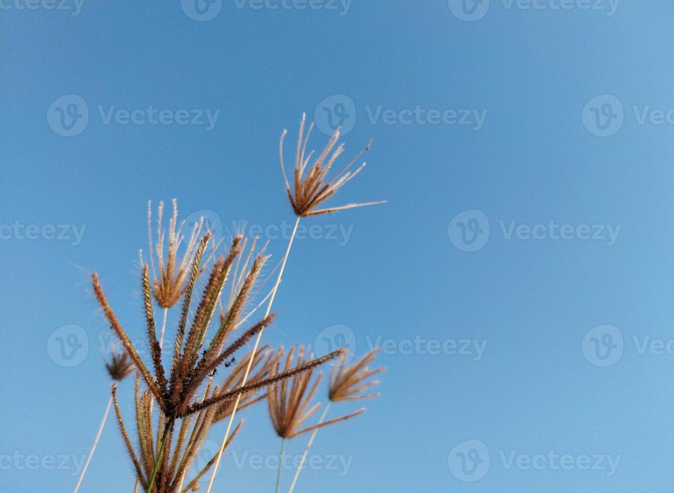 Dry and Brown Chloris Virgata Plants, Clear Sky Background photo