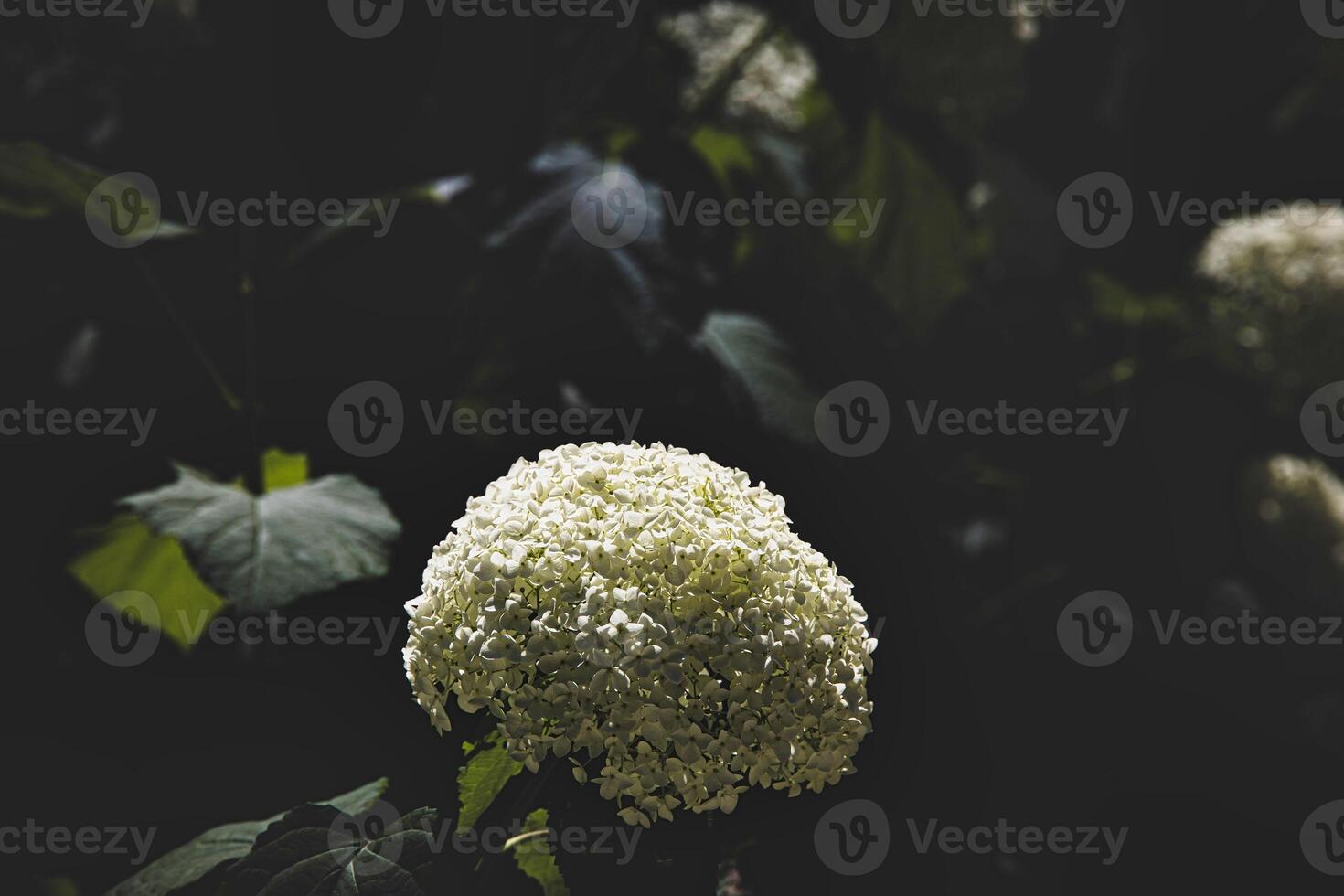 white hydrangea blooms contrast against a dark background, giving a dramatic effect. photo