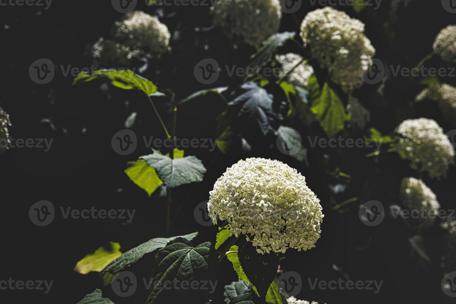 white hydrangea blooms contrast against a dark background, giving a dramatic effect. photo