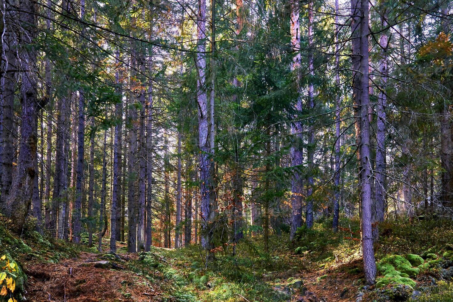 Shadow September green forest thicket with firs and bushes photo