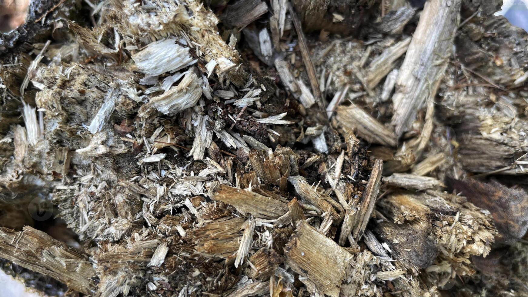 Texture pattern of small pieces of wood. photo