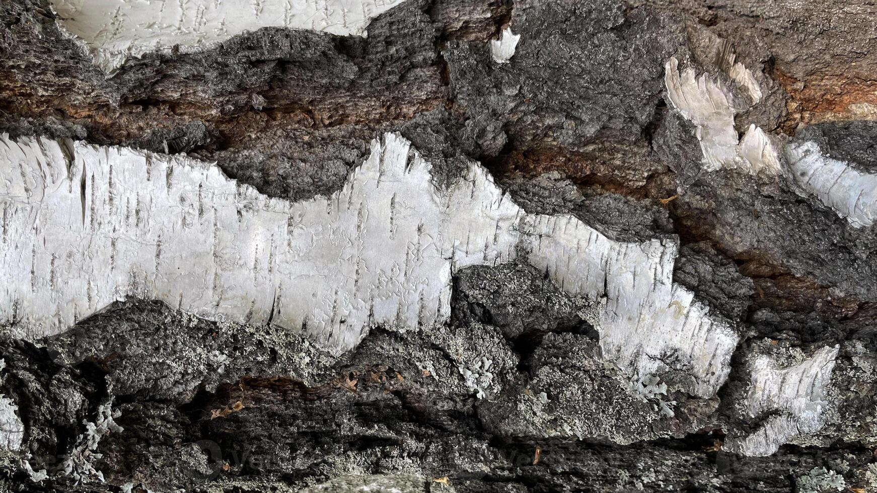 Macro photo of birch bark