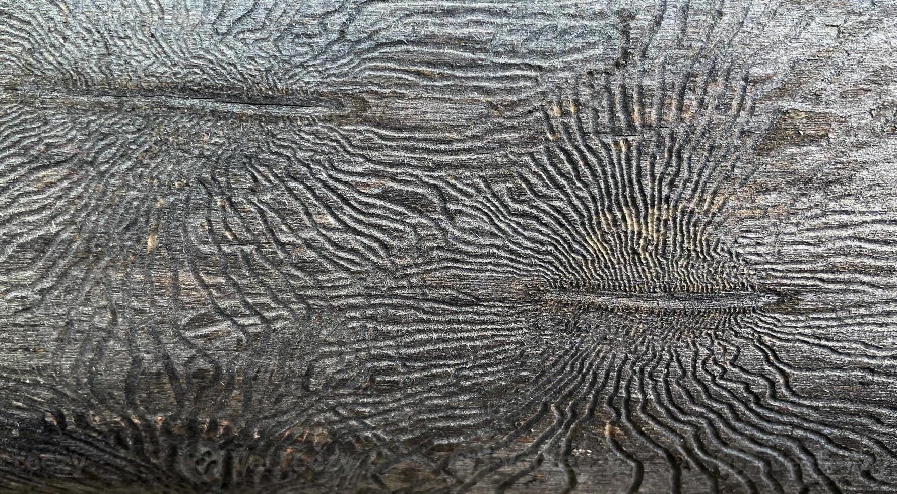 Close-up of a tree. Traces of bark beetles on the trunk of a tree photo