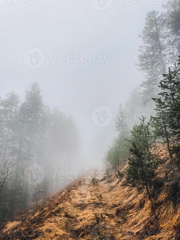 Forest Hiking Path Covered with Thick Fog photo
